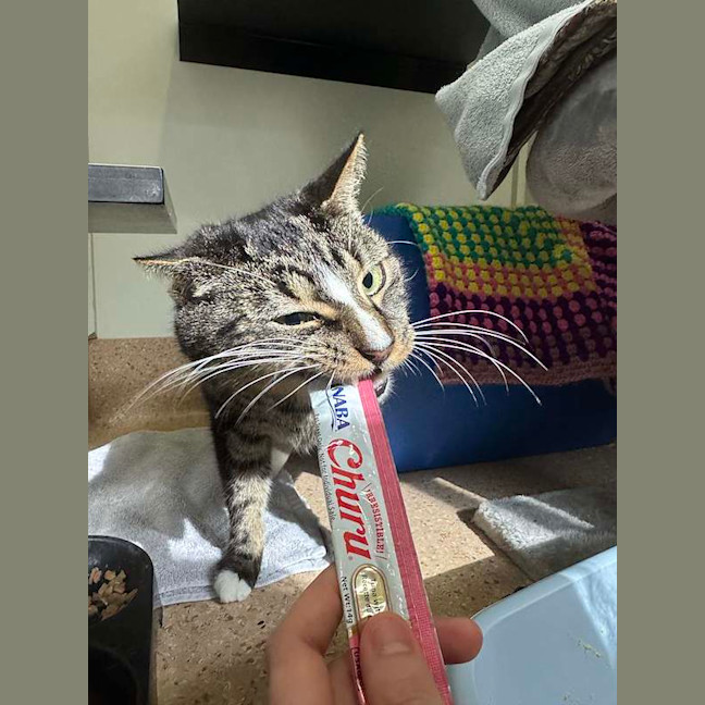 Photo of Thor