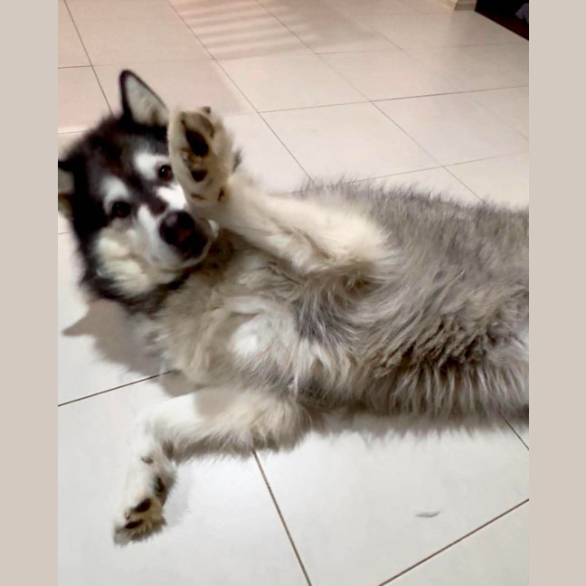 Photo of Harley