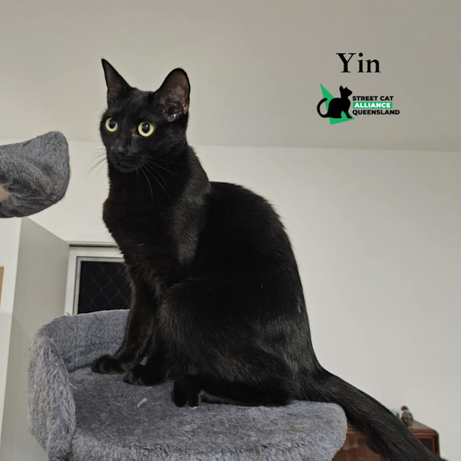 Photo of Yin