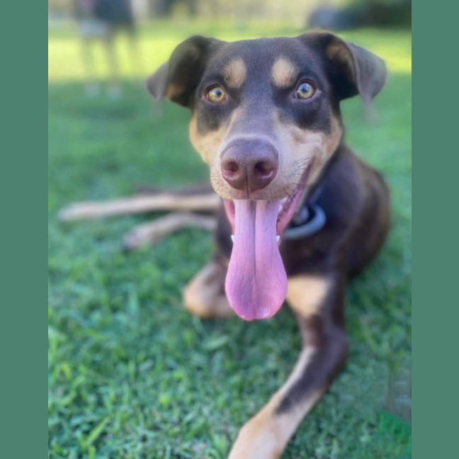Photo of Dexter