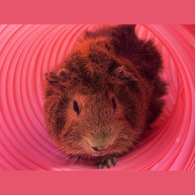 Photo of Theodore