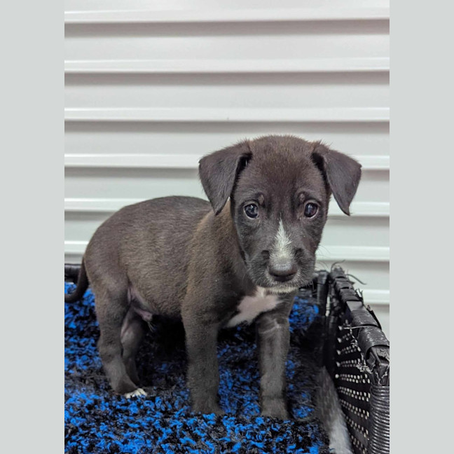 Photo of Muttley Crue