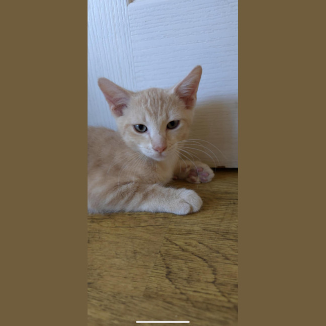 Photo of Kovu