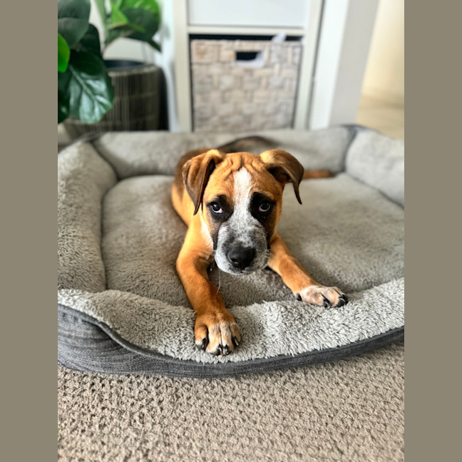 Photo of Oscar   10 Week Old Cattle Dog X Mastiff (Trial)