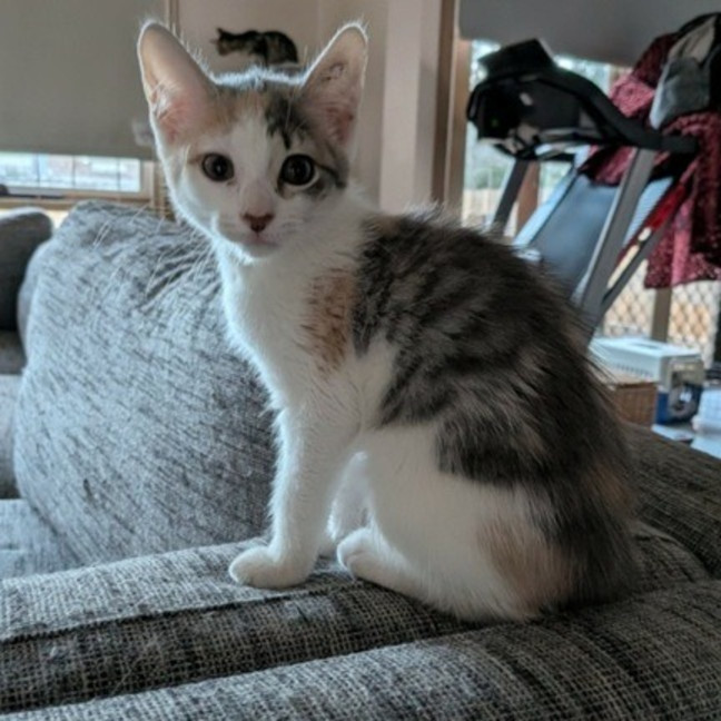 Photo of Pebbles