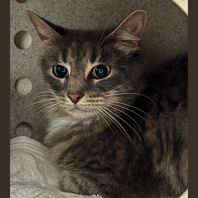 Photo of Clawdia
