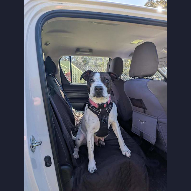 Photo of Gypsy