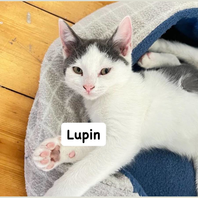 Photo of Lupin 