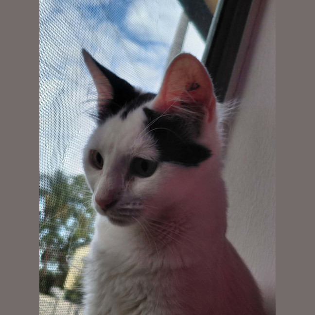 Photo of Oreo