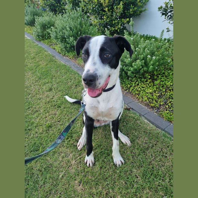 Photo of Ace *$250 Adoption Fee*