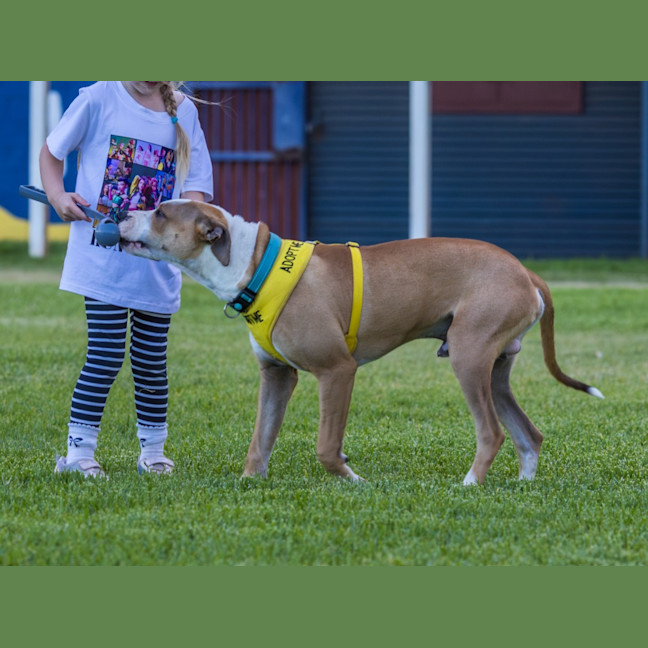 Photo of Bolt