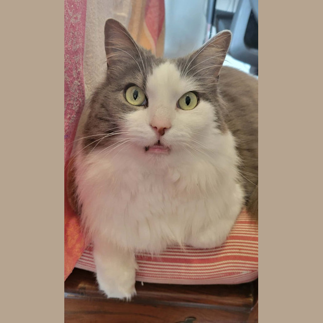 Photo of Sully   In Foster Care In Doncaster