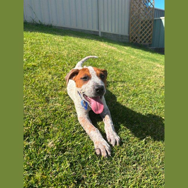 Photo of Rusty   12 Week Old Cattle Dog