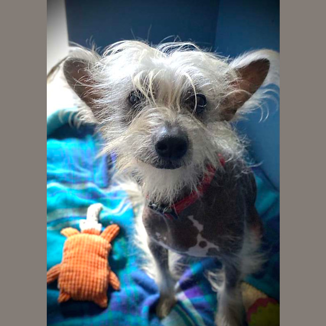 Photo of Stitch