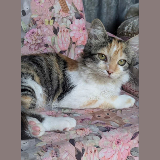 Photo of Wattle