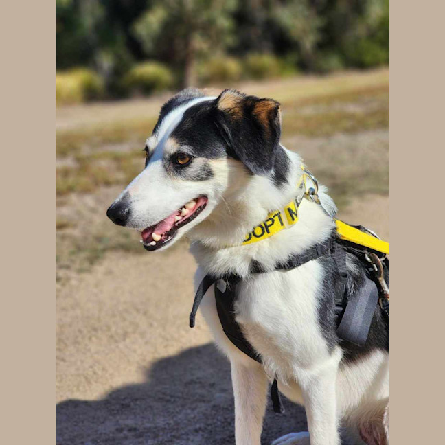 Photo of 🦋 Coco 6047 🦋