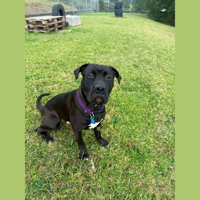 Photo of Apollo
