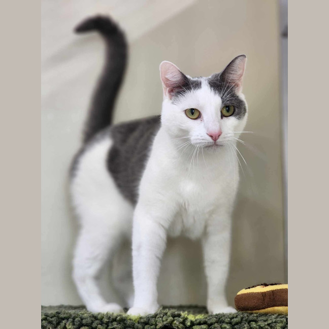 Photo of 🍬 Gretel 5723 🍬