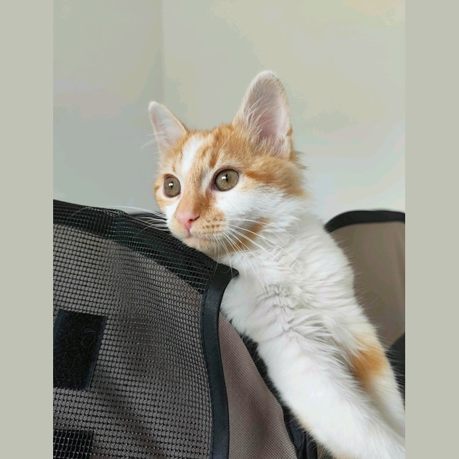 Photo of Dash