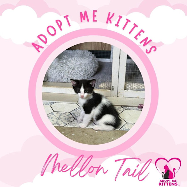 Photo of Mellon Tail 