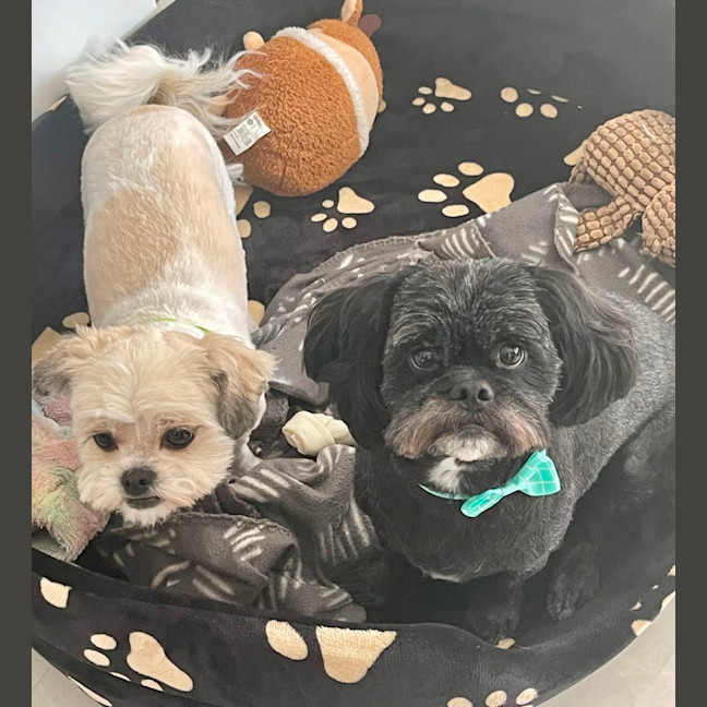 Photo of Oreo & Coco