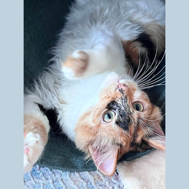Photo of Brie