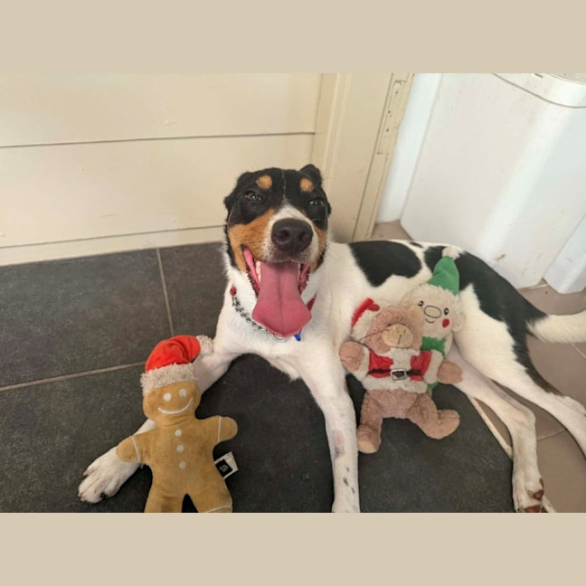 Photo of Sooky   1 Year Old Mini Foxie X