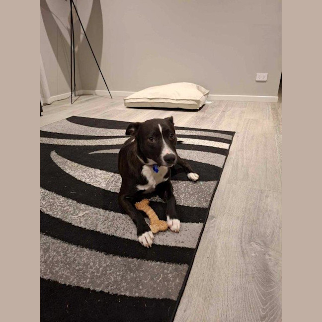 Photo of Jess   6 Month Old Staffy X Border Collie (Trial)