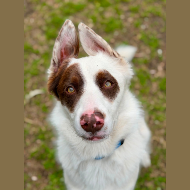 Photo of Opie