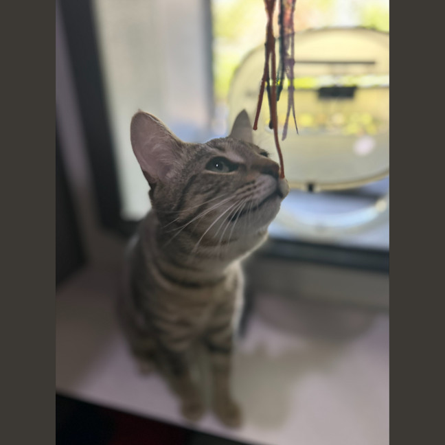 Photo of Hector