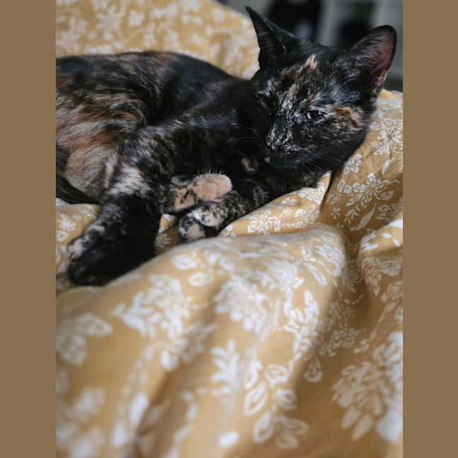 Photo of Gracie   In Foster Care In Bentleigh East