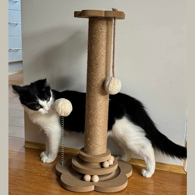 Photo of Lentil