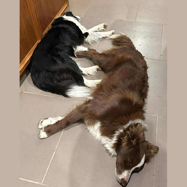 Photo of Zeke   11 Month Old Border Collie