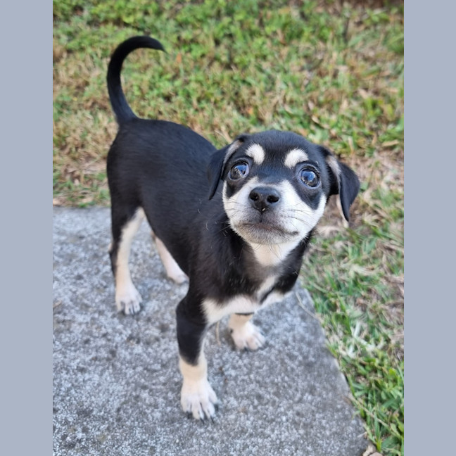 Photo of Onyx
