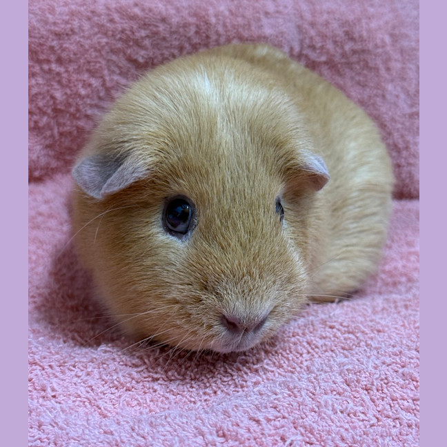 Photo of Peaches