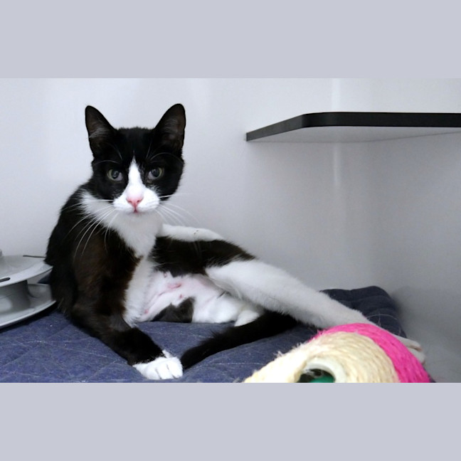 Photo of Chanel Stk013540