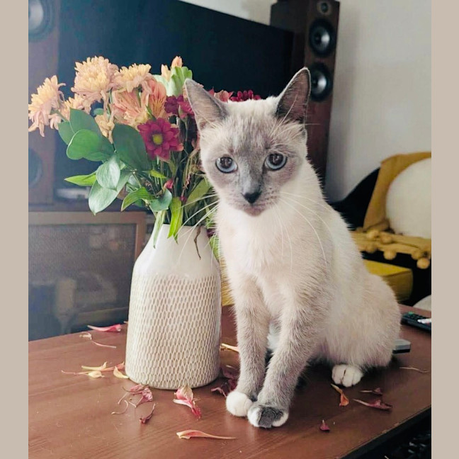 Photo of Indi