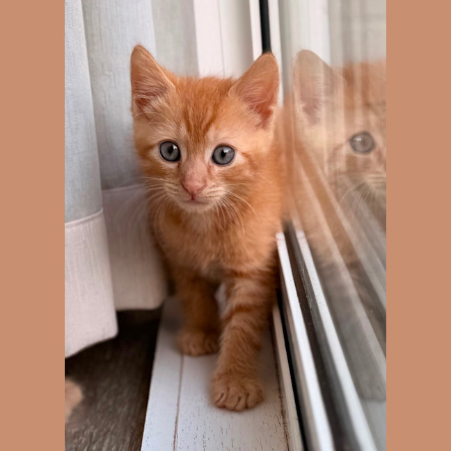 Photo of Rocket 