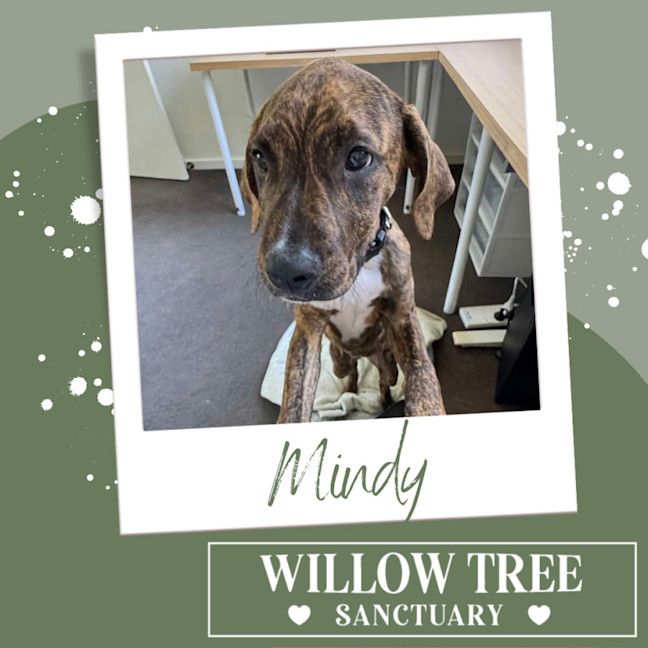 Photo of Mindy