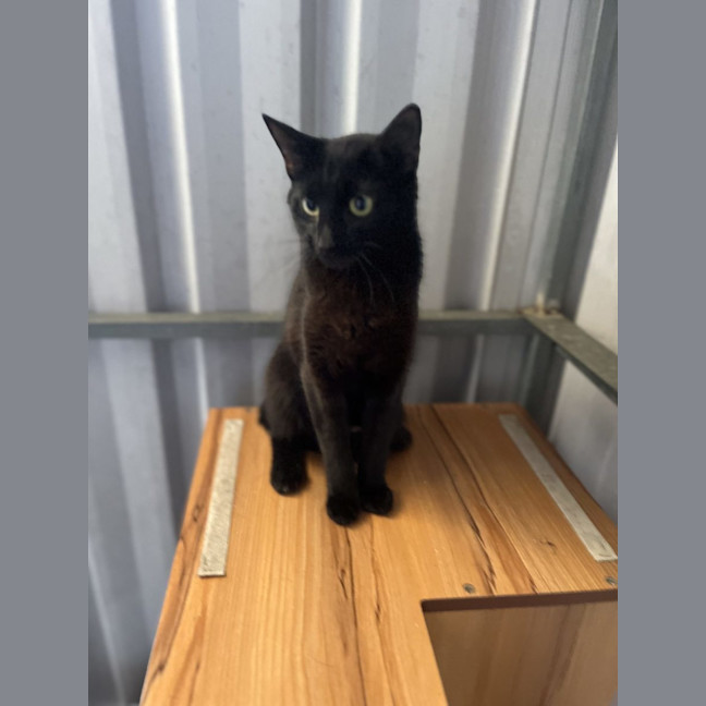 Photo of Loretta   Available Pet Quarters Rutherford