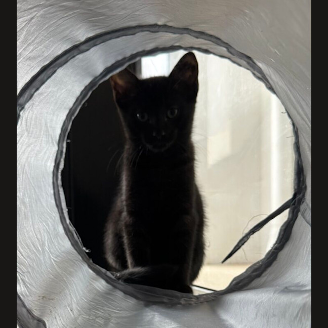 Photo of Oswald