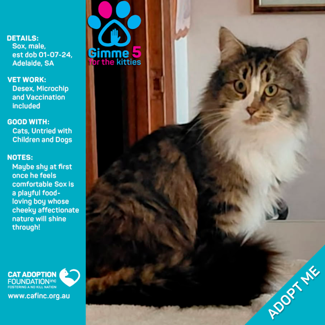 Photo of Sox Only $50 Limited Time!