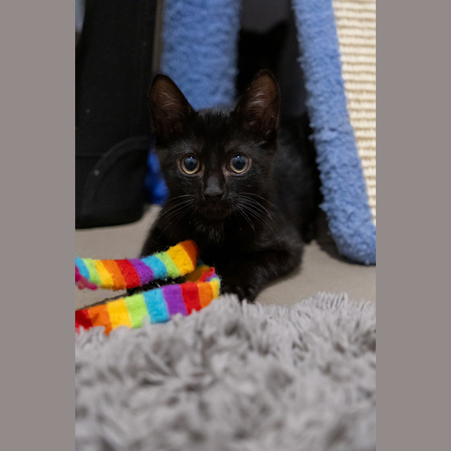 Photo of Slinky
