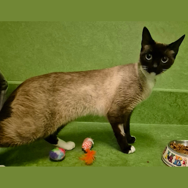 Photo of Zelda