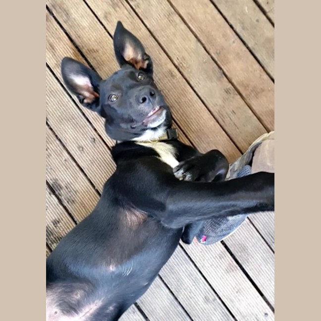 Photo of Rover