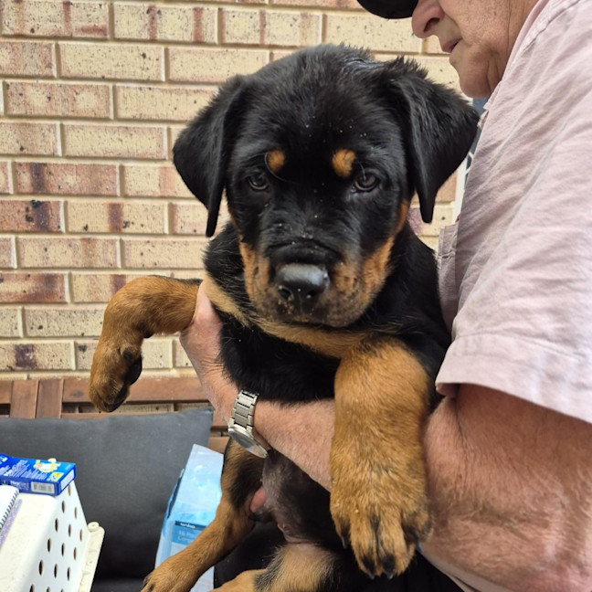 Photo of Kilimanjaro