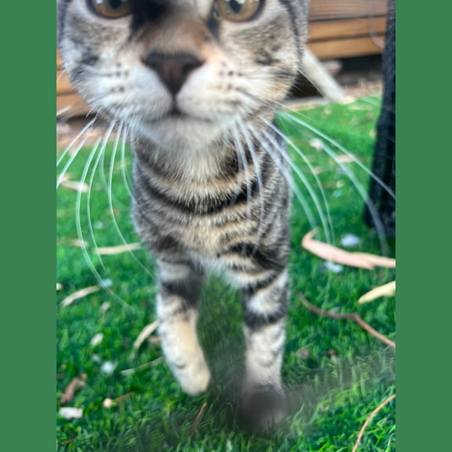Photo of Shadow