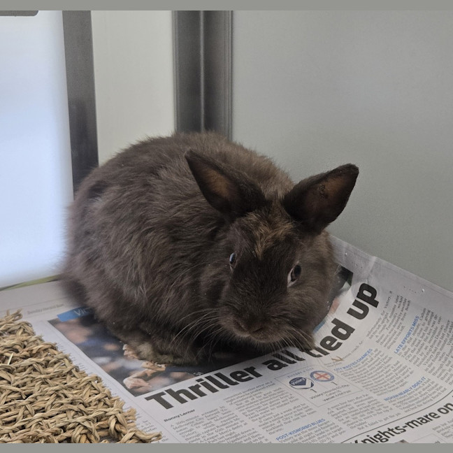 Photo of Hubba Bubba