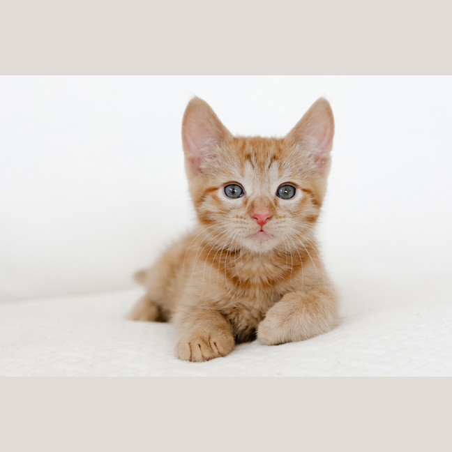 Photo of Rupert