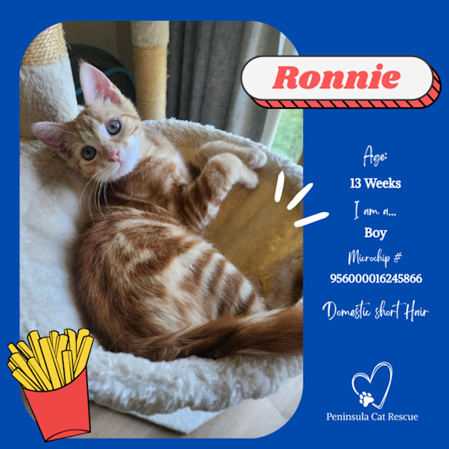 Photo of Ronnie